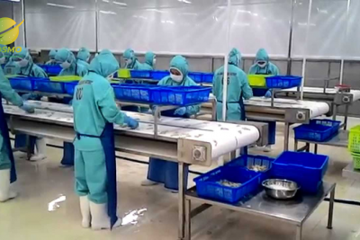 Băng tải chế biến thủy hải sản